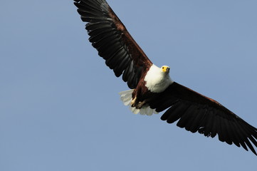African fish eagle in fly at Naivasha Lake, Kenya