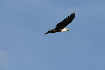 African fish eagle in fly at Naivasha Lake, Kenya