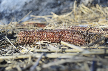 Corn Waste