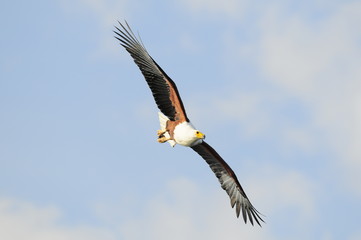 Resultado de imagem para African Fish Eagle fly