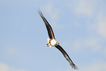 African fish eagle in fly at Naivasha Lake, Kenya