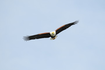 African fish eagle in fly at Naivasha Lake, Kenya