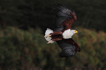 African fish eagle in fly at Naivasha Lake, Kenya