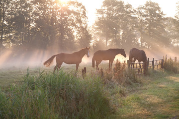 Pferde in nebligen Sonnenstrahlen