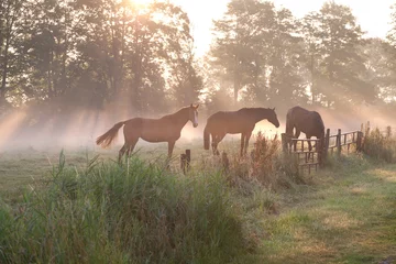 Zelfklevend Fotobehang Paard paarden in mistige zonnestralen