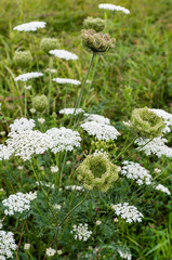 Wild Carrot plants blooming and budding