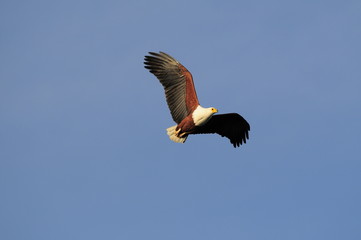 African fish eagle in fly at Naivasha Lake, Kenya