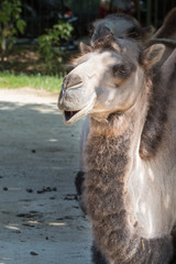 Funny dromedary