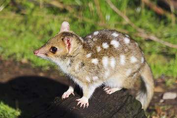 Tasmania Quoll Side