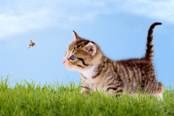 Junge Katze mit Marienkäfer, auf grüner Wiese