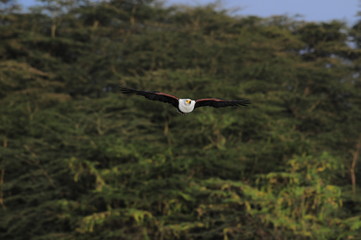 African fish eagle in fly at Naivasha Lake, Kenya
