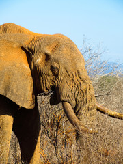 Old elephant