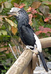 Black-and-white-casqued hornbill
