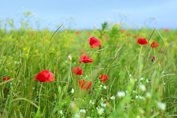 red poppy flowers field