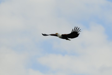 African fish eagle in fly at Naivasha Lake, Kenya