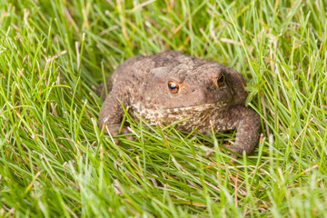 Naklejka na ściany i meble frog sitting on green grass