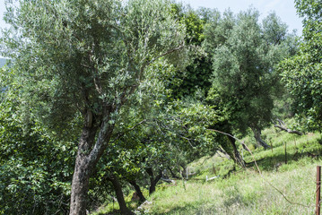 Olive tree