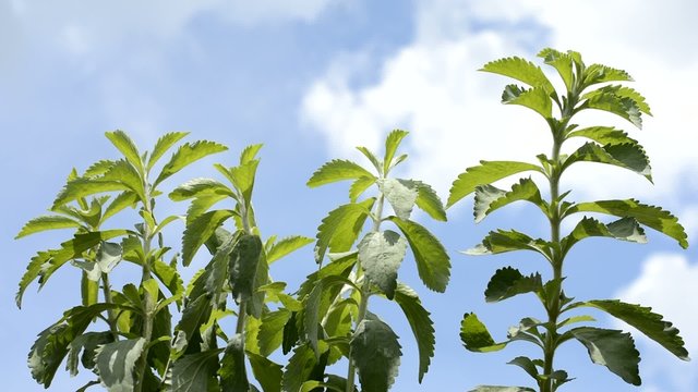 青空をバックにステビアの葉