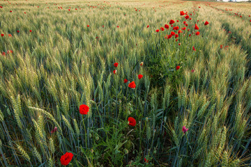 Champs de coquelicots