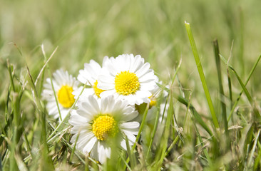 daisy flowers and grass