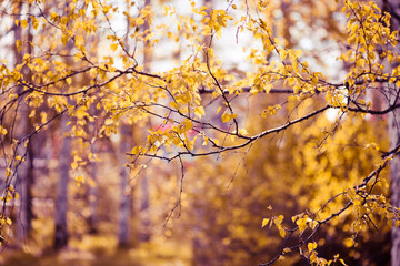 yellow leaves