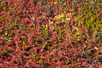 Photo sur Plexiglas Arctique Betula nana