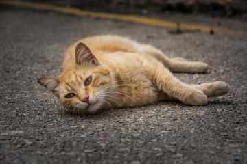 Red cat relaxing on the road