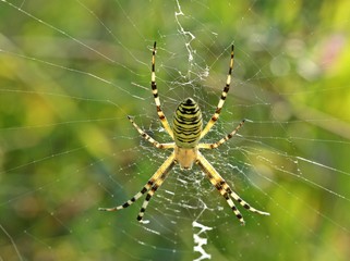 Wespenspinne (Argiope bruennichi) im Gegenlicht