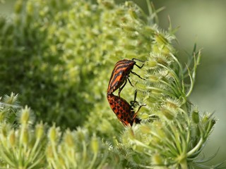 Streifenwanzen (Graphosoma lineatum) bei der Paarung
