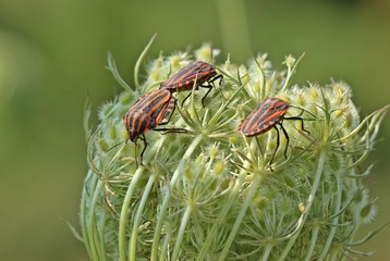Streifenwanzen (Graphosoma lineatum) bei der Paarung