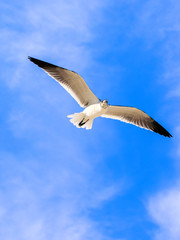 Flying seagull