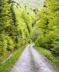 Fototapeta na wymiar Footpath in green forest
