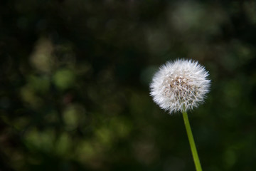 Fototapeta premium White dandelion