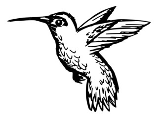 hummingbird