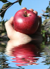 Apfel vom eigenen Garten