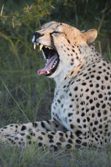 Cheetah - yawning