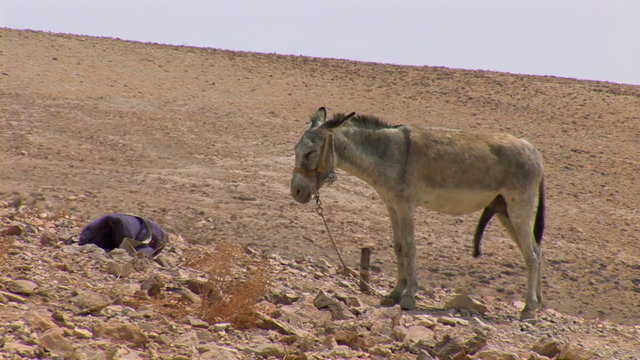 little donkey with a big dick