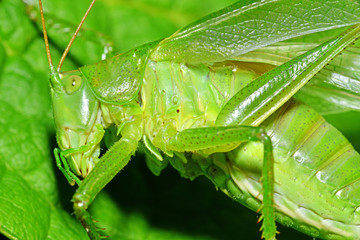 Tettigonia viridissima - great green bush cricket