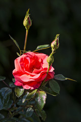 rose blooming