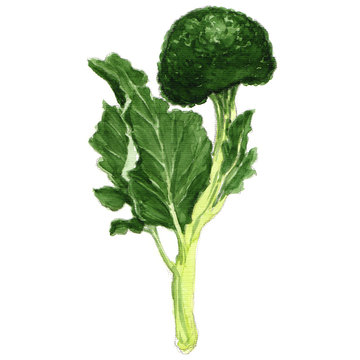 watercolor broccoli isolated on white background