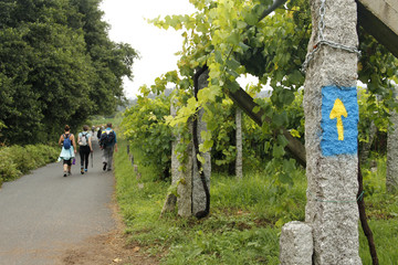 Camino de Santiago