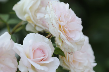 rose 57
