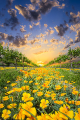 Fototapeta na wymiar Yellow Poppies in a Texas Vineyard
