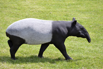 Malayan tapir (Tapirus indicus) walking on grass - obrazy, fototapety, plakaty