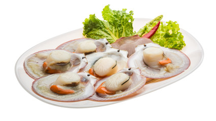 Raw fresh scallop