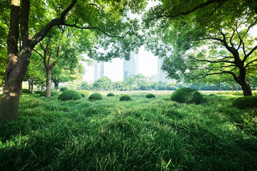 Fototapeta premium Sunny day in summer park