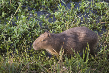 Capivara