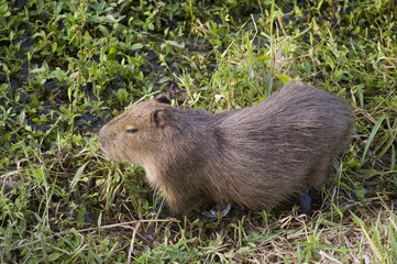 Capivara