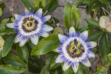 fleur passiflora