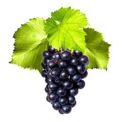 Fototapeta premium Trauben mit Weinblättern